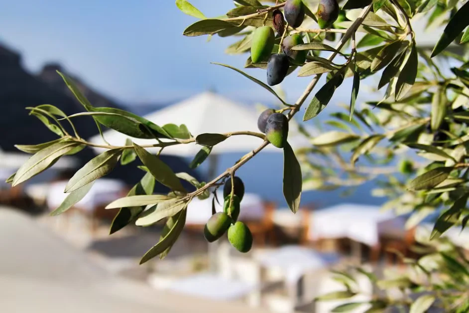The Diet Approach That Works: Mediterranean and High-Fiber - lose weight after menopause