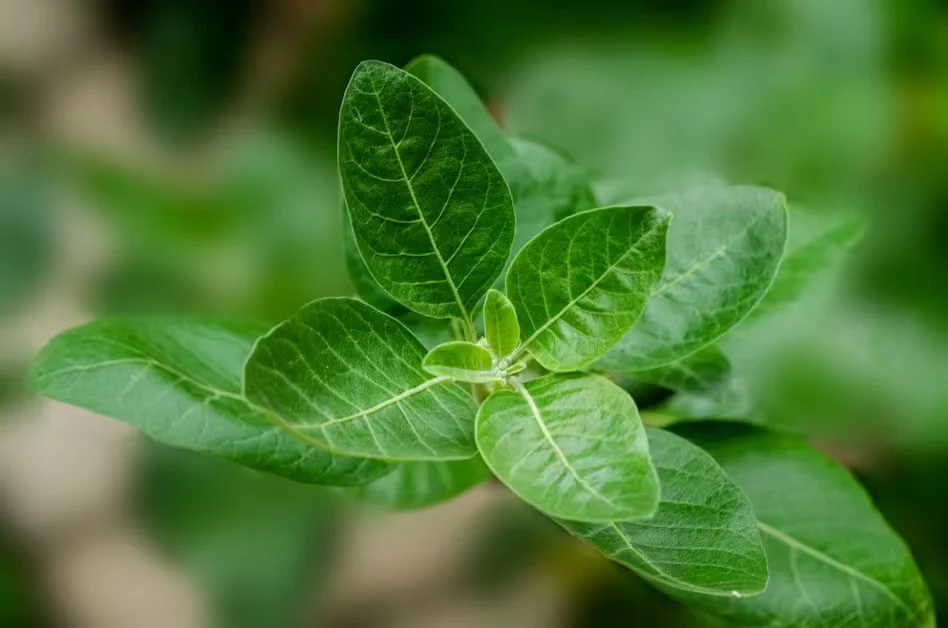 What Is Ashwagandha? - ashwagandha benefits for stress and anxiety