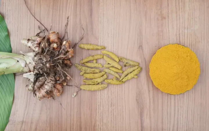 Fresh turmeric root, sliced turmeric and ground turmeric powder