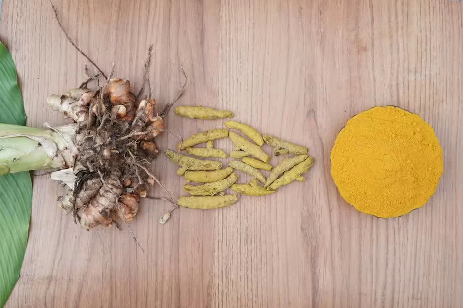 Fresh turmeric root, sliced turmeric and ground turmeric powder
