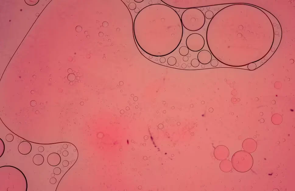 What the Follicular Phase Actually Does - best foods to eat during follicular phase